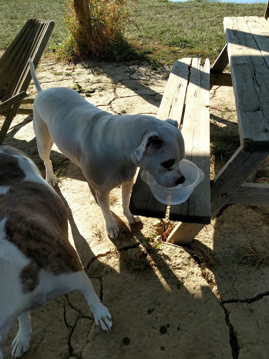 Mutt's Paradise AmuseMutt Park & Dog Training Center
