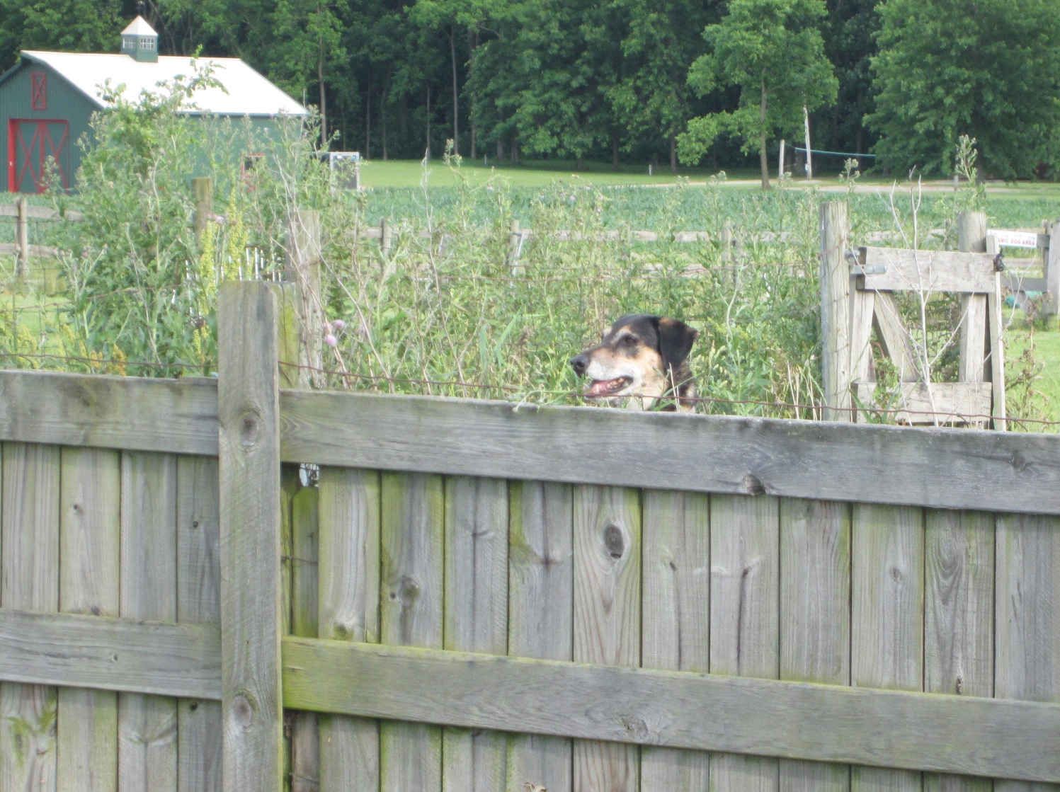 Mutt's Paradise AmuseMutt Park & Dog Training Center